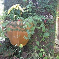 湖畔花時間.JPG