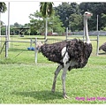 2107 ostrich 6.jpg