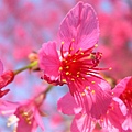 春暖花開-奔放的櫻花3