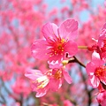 春暖花開-奔放的櫻花4