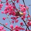 春暖花開-奔放的櫻花5