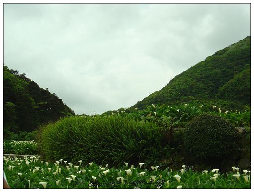 海竽田