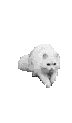 gatto54.gif gatto54.gif