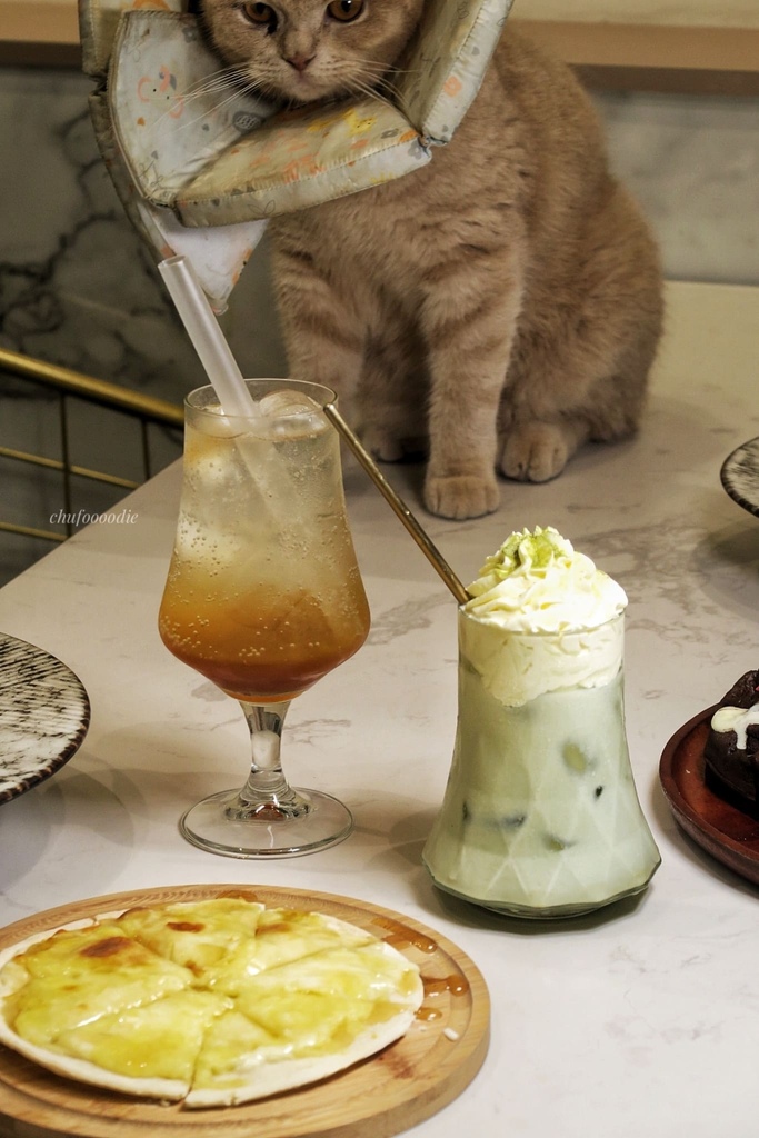 魔法咪嚕寵物咖啡館-多達20隻貓狗陪吃的台南寵物友善餐廳~精