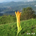 陽光~忘憂-3.jpg