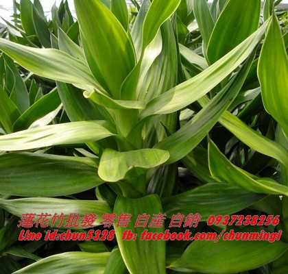 植栽場