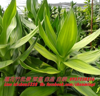植栽場