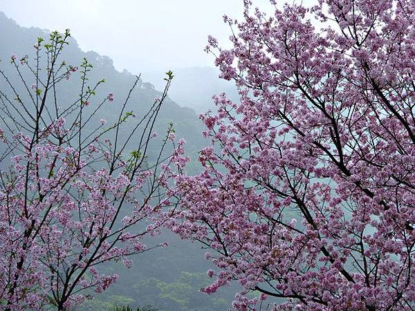 2012淡水/天元宮賞櫻