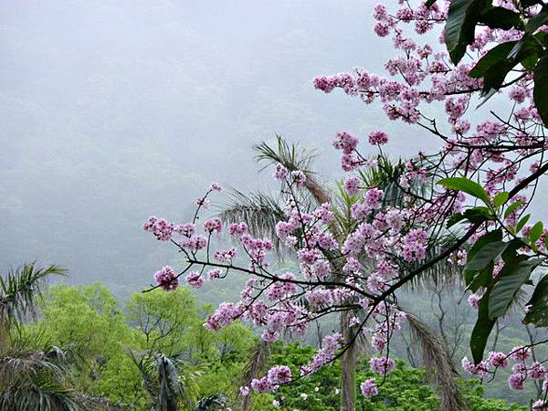 2012淡水/天元宮賞櫻