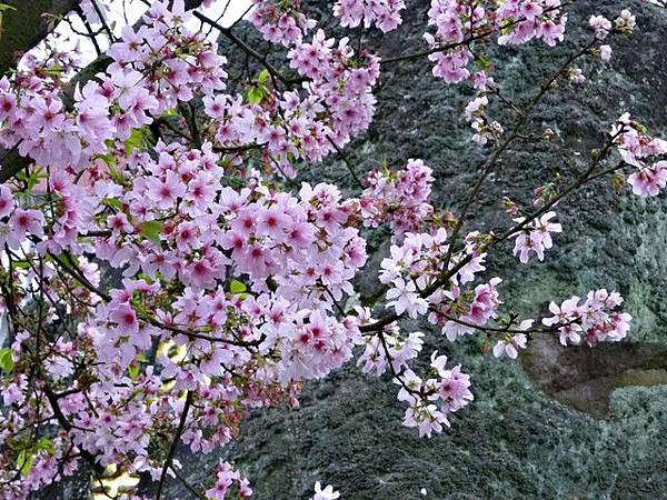 2012淡水/天元宮賞櫻