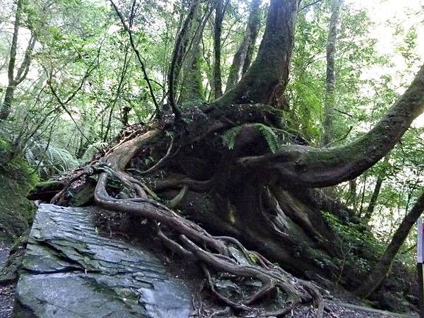 100/復興鄉/拉拉山