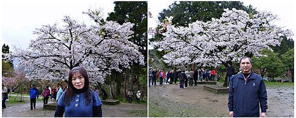 2012嘉義/阿里山賞櫻