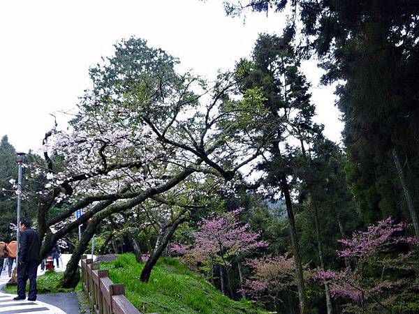 2012嘉義/阿里山賞櫻