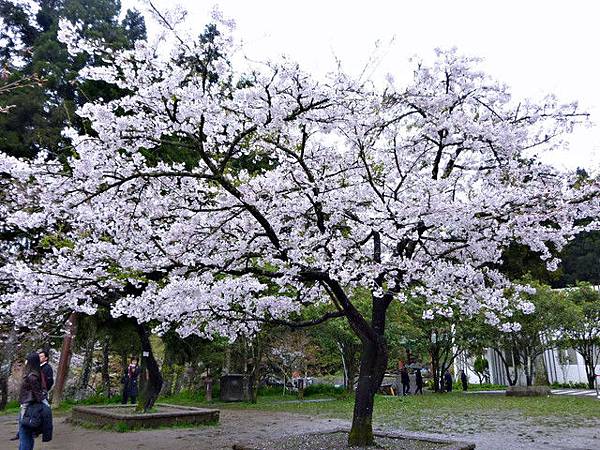 2012嘉義/阿里山賞櫻