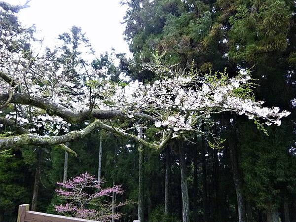 2012嘉義/阿里山賞櫻