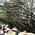 四草紅樹林綠色隧道