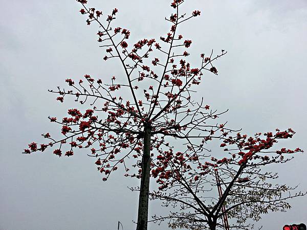 朴子長庚科技大學木棉花道