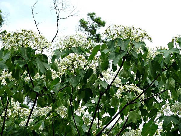 苗栗/客家大院