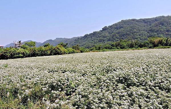 中新里香草野園