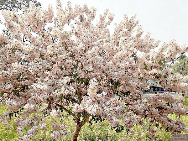 20210411竹崎親水公園/花旗木大爆開