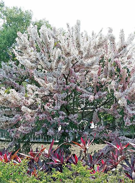 20210411竹崎親水公園/花旗木大爆開