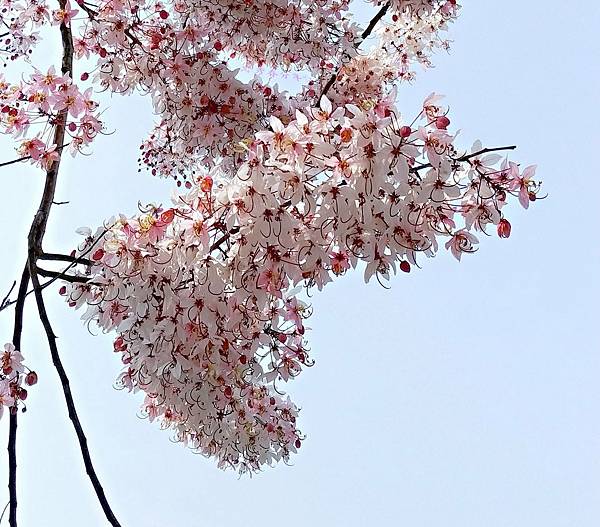 20210411竹崎親水公園/花旗木大爆開