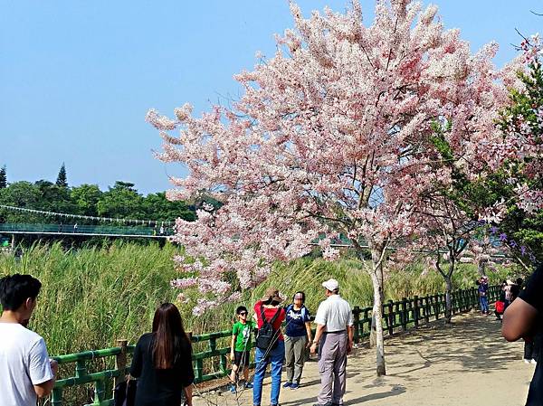 20210411竹崎親水公園/花旗木大爆開