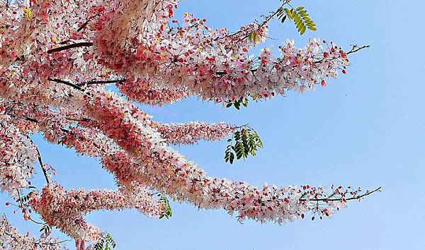 20210411竹崎親水公園/花旗木大爆開