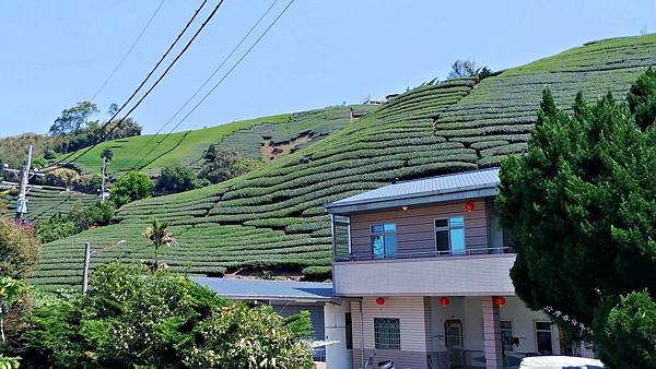 20210412瑞峰/海鼠山茶園