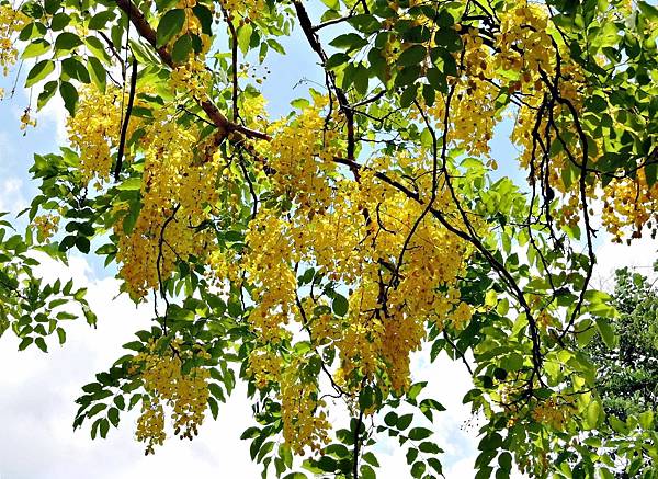 季節限定/阿勃勒黃金雨