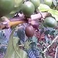 arabica bean