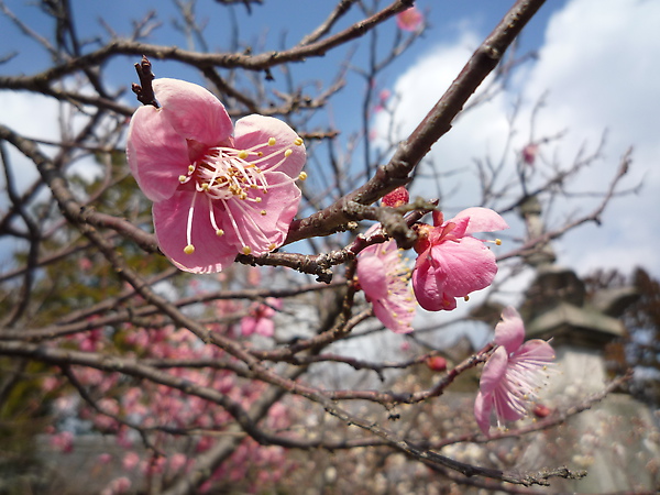 清涼寺梅花