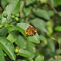 台灣黃斑弄蝶 Potanthus confucius angustatus
