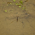 水黽ㄇㄧㄣˇWater striders 