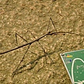 竹節蟲 Stick insects Walking sticks