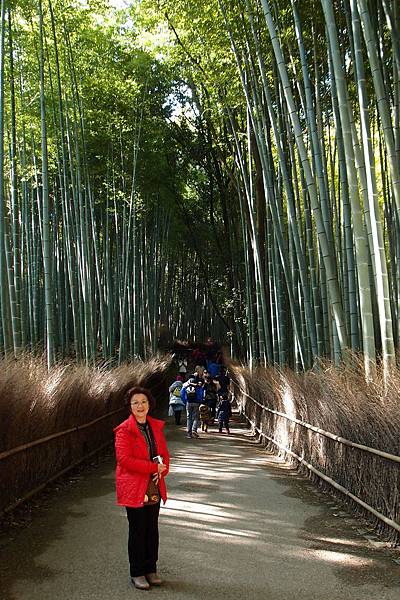 嵐山  竹林步道