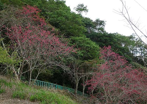 東聖美山莊 (6).JPG