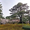 兼六園9根上松.jpg