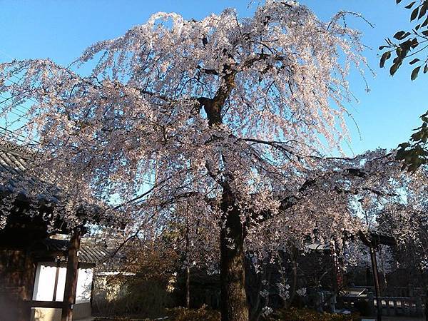 京都紫野上品蓮台寺