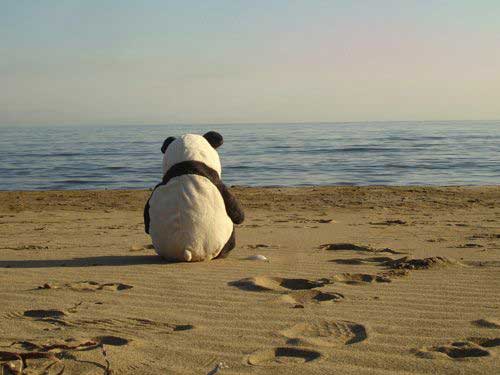 lonelypanda