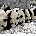 panda-row