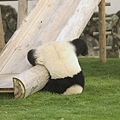 panda+fail