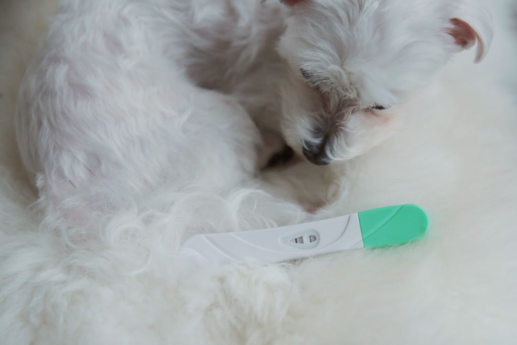 01老婆发现月经晚了快两个礼拜、加上身体有了些异状，到超商买了验孕棒，发现有了另外一条“生命线”诞生了