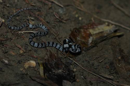 白梅花蛇(Lycodon  ruhstrati)
