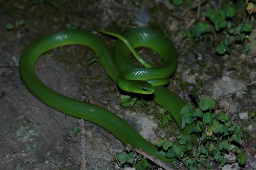 青蛇(Cyclophiops  major)
