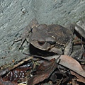 癩蝦蟆(Bufo  bankorensis)