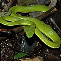 赤尾青竹絲(Trimeresurus  stejnegeri  stejnegeri)