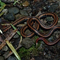 羽鳥氏帶紋赤蛇(Hemibungarus sauteri hatori)