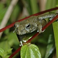 日本樹蛙(Buergeria japonica)