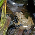 池邊發現的日本樹蛙(Buergeria japonica)
